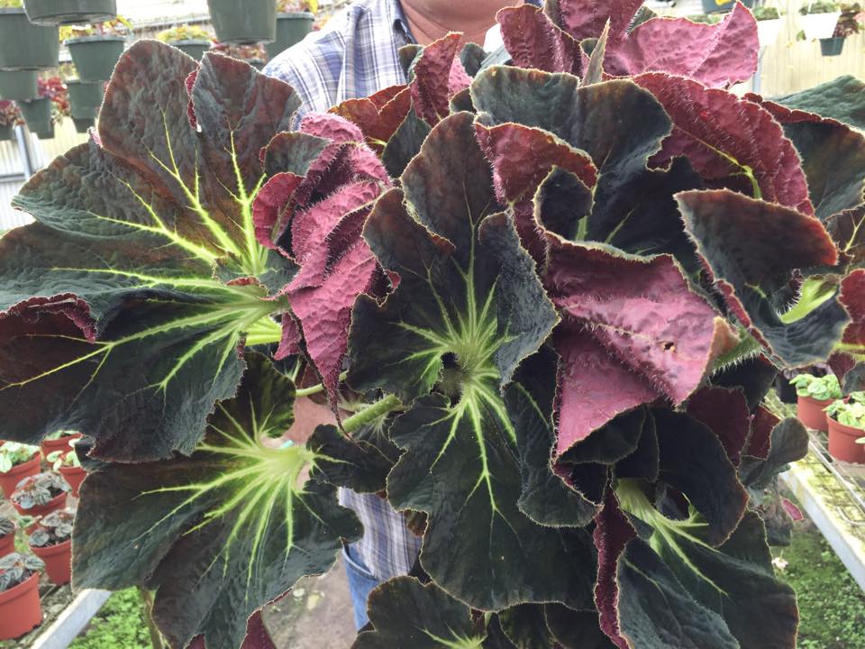 B. ‘Sir Charles Jaros’